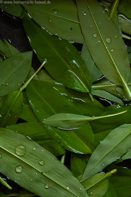Bärlauch in Wasser mit Wassertropfen auf der Oberfläche